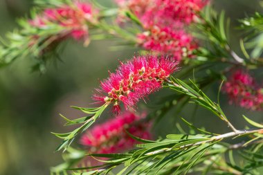 Açan sert şişe fırçasına (callistemon rigidus) yakın plan