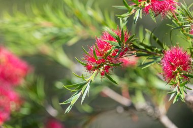Açan sert şişe fırçasına (callistemon rigidus) yakın plan