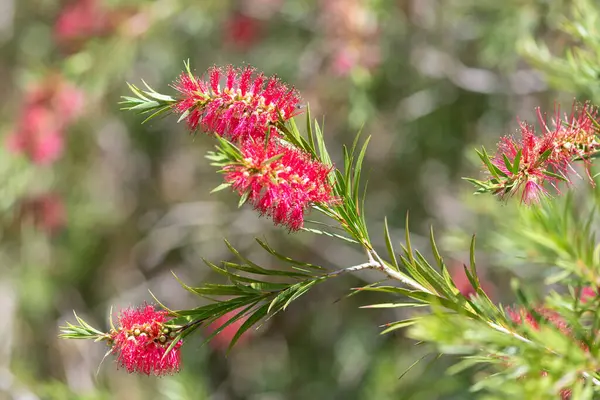 Açan sert şişe fırçasına (callistemon rigidus) yakın plan