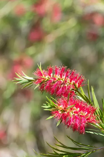 Açan sert şişe fırçasına (callistemon rigidus) yakın plan
