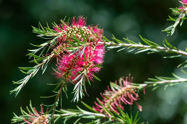 Açan sert şişe fırçasına (callistemon rigidus) yakın plan