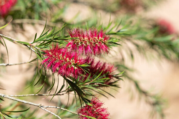 В цветение закройте цветки каллистемона.