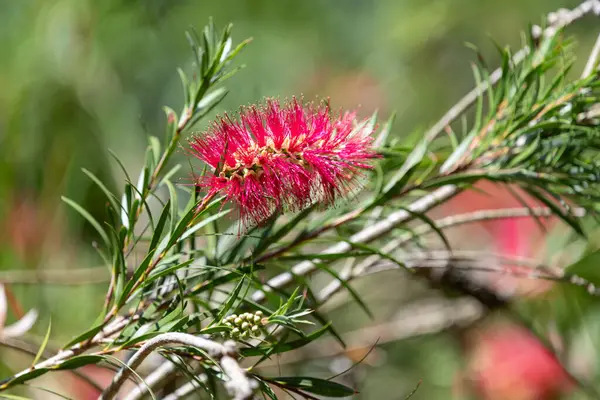 Açan sert şişe fırçasına (callistemon rigidus) yakın plan