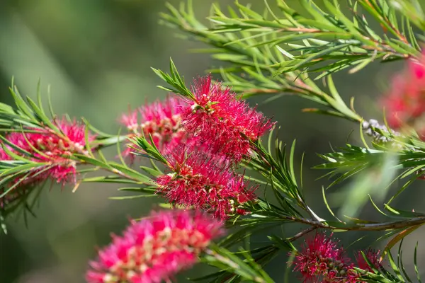 Açan sert şişe fırçasına (callistemon rigidus) yakın plan