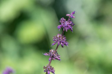 Çiçek açarken leylak adaçayına (salvia verticillata) yaklaş
