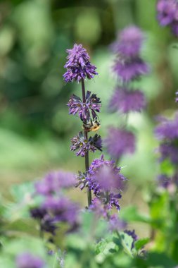 Çiçek açarken leylak adaçayına (salvia verticillata) yaklaş