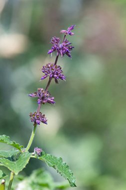 Çiçek açarken leylak adaçayına (salvia verticillata) yaklaş