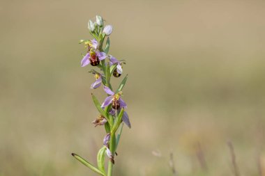 Çiçek açmış bir arı orkidesine (ofrys apifera) yaklaş
