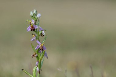 Çiçek açmış bir arı orkidesine (ofrys apifera) yaklaş