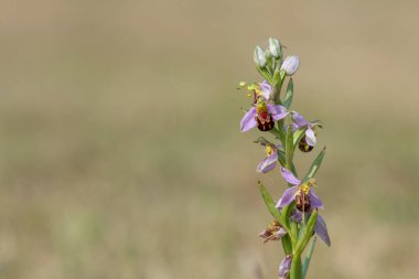 Çiçek açmış bir arı orkidesine (ofrys apifera) yaklaş