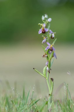 Çiçek açmış bir arı orkidesine (ofrys apifera) yaklaş