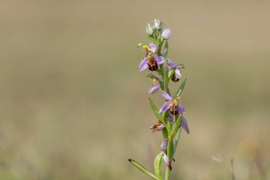 Çiçek açmış bir arı orkidesine (ofrys apifera) yaklaş
