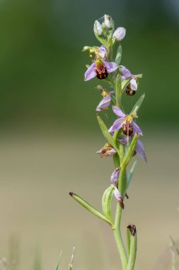 Çiçek açmış bir arı orkidesine (ofrys apifera) yaklaş