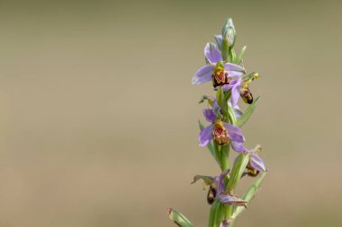 Çiçek açmış bir arı orkidesine (ofrys apifera) yaklaş
