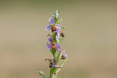 Çiçek açmış bir arı orkidesine (ofrys apifera) yaklaş