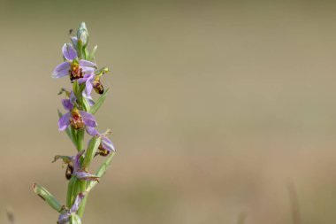 Çiçek açmış bir arı orkidesine (ofrys apifera) yaklaş