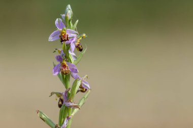 Çiçek açmış bir arı orkidesine (ofrys apifera) yaklaş