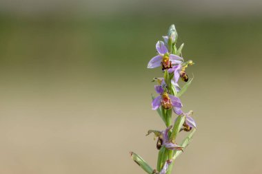 Çiçek açmış bir arı orkidesine (ofrys apifera) yaklaş