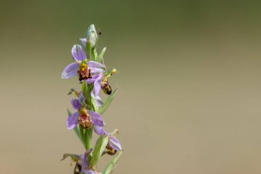 Çiçek açmış bir arı orkidesine (ofrys apifera) yaklaş