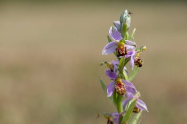 Çiçek açmış bir arı orkidesine (ofrys apifera) yaklaş