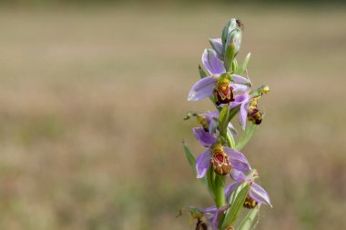 Çiçek açmış bir arı orkidesine (ofrys apifera) yaklaş