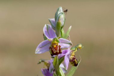 Çiçek açmış bir arı orkidesinin (ofrys apifera) makro çekimi