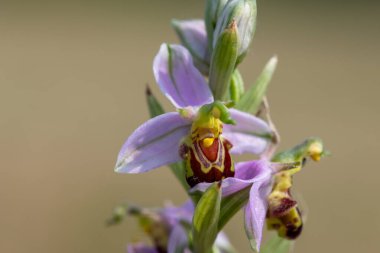 Çiçek açmış bir arı orkidesinin (ofrys apifera) makro çekimi