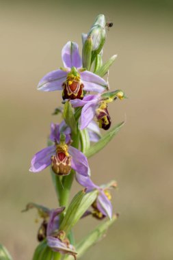Çiçek açmış bir arı orkidesine (ofrys apifera) yaklaş