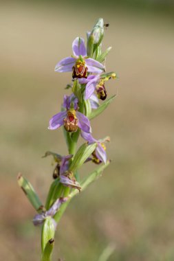 Çiçek açmış bir arı orkidesine (ofrys apifera) yaklaş