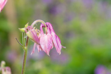 Çiçek açmış pembe bir çiçek gibi.