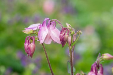 Çiçek açmış pembe bir çiçek gibi.