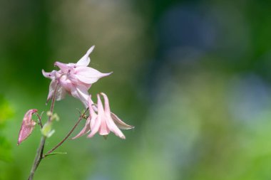 Çiçek açmış pembe bir çiçek gibi.
