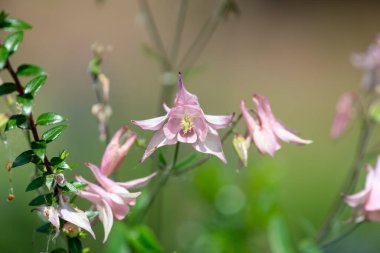 Çiçek açmış pembe bir çiçek gibi.