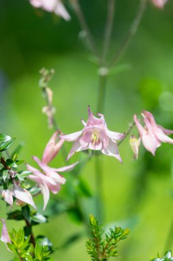 Çiçek açmış pembe bir çiçek gibi.