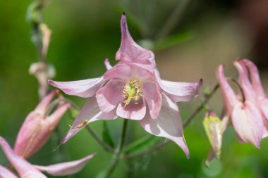 Çiçek açmış pembe bir çiçek gibi.