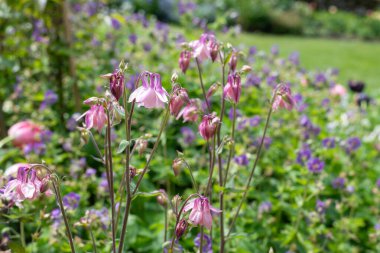 Çiçek açmış pembe çiçekleri kapat.