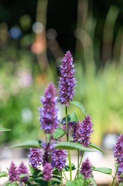 Çiçek açmış güzel mor bir akçaağaç çiçeğine yaklaş.