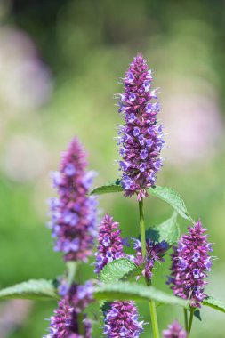 Çiçek açmış güzel mor bir akçaağaç çiçeğine yaklaş.