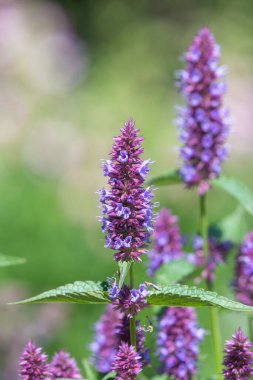 Çiçek açmış güzel mor bir akçaağaç çiçeğine yaklaş.