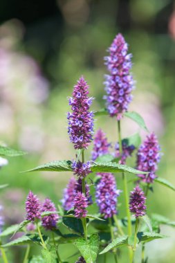 Çiçek açmış güzel mor bir akçaağaç çiçeğine yaklaş.