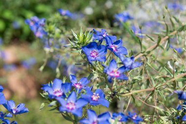 Çiçekler açan mavi farekulağı (lysimachia monelli) kapat