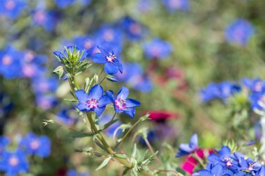 Çiçekler açan mavi farekulağı (lysimachia monelli) kapat