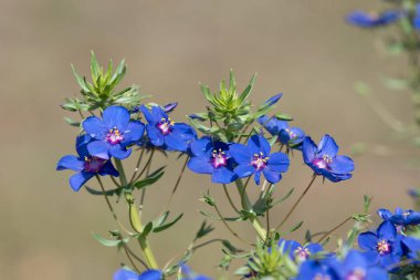 Çiçekler açan mavi farekulağı (lysimachia monelli) kapat