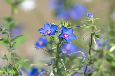 Çiçekler açan mavi farekulağı (lysimachia monelli) kapat