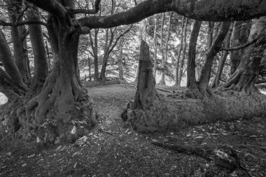 Exmoor Ulusal Parkı 'ndaki Üç Tuğla Ayağının Fotoğrafı