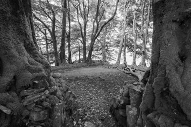 Exmoor Ulusal Parkı 'ndaki Üç Tuğla Ayağının Fotoğrafı