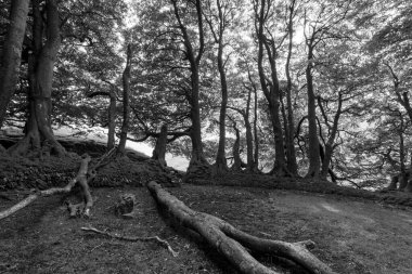Exmoor Ulusal Parkı 'ndaki Üç Tuğla Ayağının Fotoğrafı