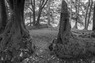 Exmoor Ulusal Parkı 'ndaki Üç Tuğla Ayağının Fotoğrafı