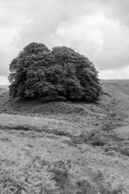 Exmoor Ulusal Parkı 'ndaki Üç Tuğla Ayağının Fotoğrafı