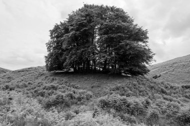 Exmoor Ulusal Parkı 'ndaki Üç Tuğla Ayağının Fotoğrafı